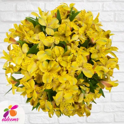 Yellow Alstroemeria near me - EbloomsDirect – Eblooms Farm Direct Inc.