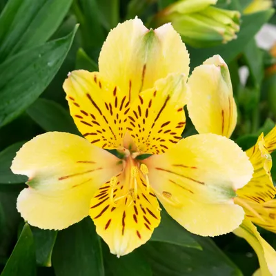 Yellow Alstroemeria Plants For Sale | Inca Gold Rush – Easy To Grow Bulbs