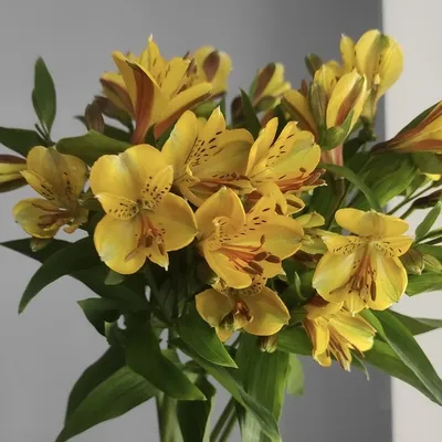 Купить Альстромерия «Жёлтая» из каталога Цветы в Сыктывкаре - «Флориска».