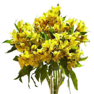 Купить Альстромерия желтая в Новоуральске за 150 руб. | Быстрая доставка  цветов