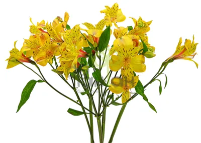 Цветы Альстромерия Желтая купить в Гомеле по низкой цене с доставкой