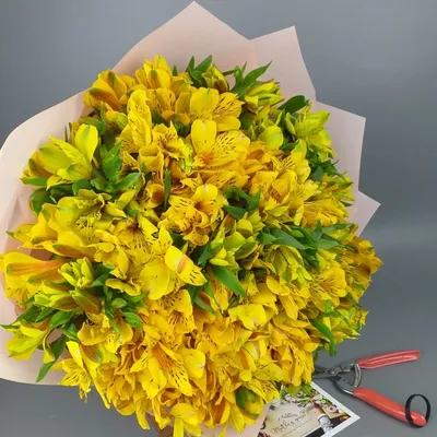 Alstroemeria 50 Stems of Yellow Farm Direct Fresh Cut Flowers by  Bloomingmore - Walmart.com