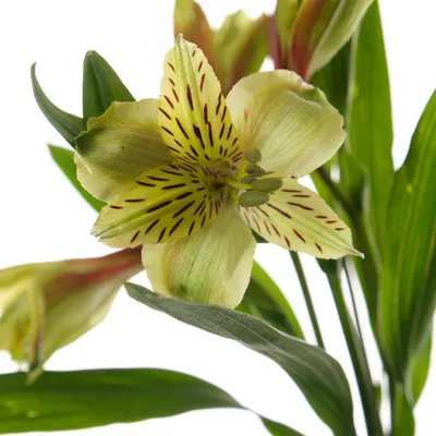 Купить Альстромерия желтая в Нижнекамске - «Цветы»