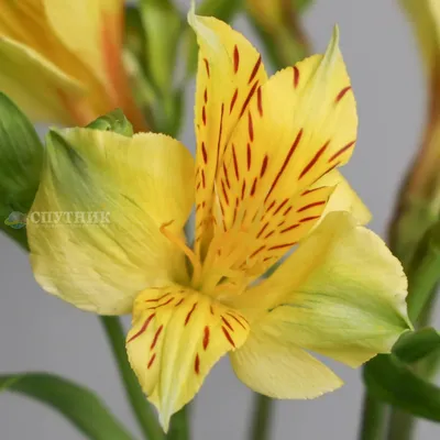 Alstroemerias Al Senna Yellow