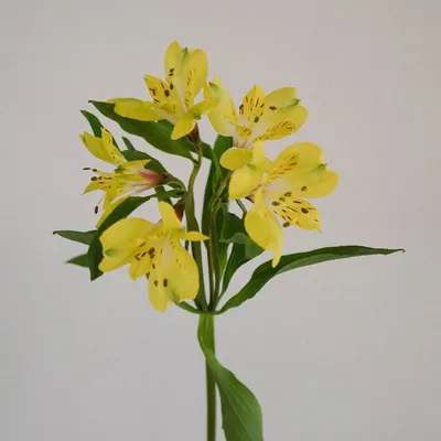Желтые и оранжевые цветы Alstroemeria Стоковое Фото - изображение  насчитывающей ботаническую, цветок: 178367458