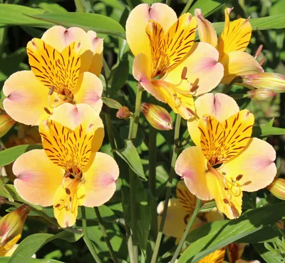 Best Fancy Yellow Alstroemeria Flowers | GlobalRose