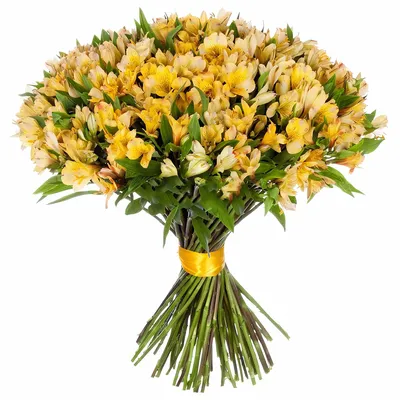Купить желтую альстромерию Изола в СПб ✿ Оптовая цветочная компания Спутник