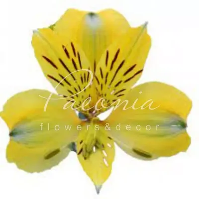 Edelweiss Perennials. Alstroemeria 'Yellow Friendship'
