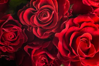51 алая роза в корзине - купить с доставкой по Москве, цены, фото