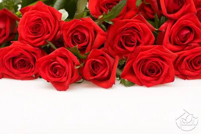 Букет «Первоклассные алые розы» купить. Розы красные С доставкой по всей  России!