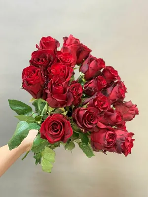 Цветы алые розы - 70 фото