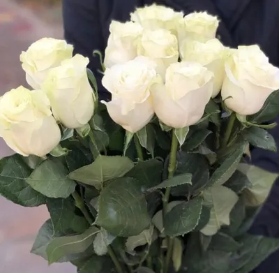Белые розы: что означает такой подарок | Блог Семицветика
