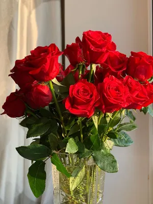 Алые розы (80 см) по цене 562 ₽ - купить в RoseMarkt с доставкой по  Санкт-Петербургу