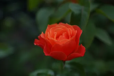 Заказать цветы алые розы FL-2718 купить - хорошая цена на цветы алые розы с  доставкой - FLORAN.com.ua