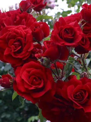 Amadeus® — Kordes® Roses