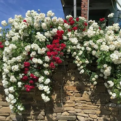 🌱 Роза плетистая (2 прививки) Амадеус + Ютерсен Клостеррозе по цене от  3570 руб: крупномеры, саженцы - купить в Москве с доставкой -  интернет-магазин Все Сорта