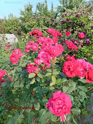 Amadeus® — Kordes® Roses