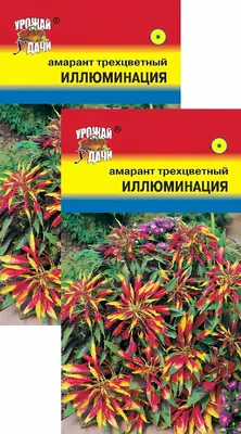 Семена Амарант трехцветный Сибирские Сортовые Семена Иллюминация 0,1 г -  купить с доставкой на дом в СберМаркет