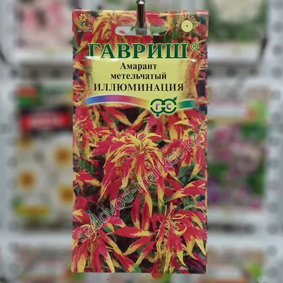 Амарант трехцветный - Амарант - Травянистые растения для открытого грунта -  GreenInfo.ru