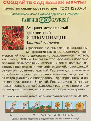 Амарант трехцветный Иллюминация