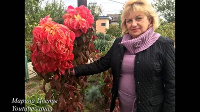 Амарант Иллюминация (семена,цветы) купить по цене 49 ₽ в интернет-магазине  KazanExpress