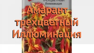 АМАРАНТ МАЛИНОВЫЕ БУСЫ. Аэлита - Купить по выгодной цене с доставкой  в-интернет магазине Интернет-магазин ЦВЕТОК.ШОП