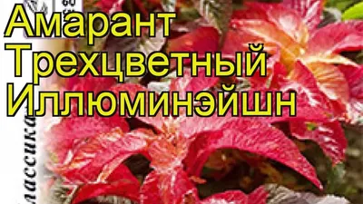 Семена амарант Поиск Иллюминация 130416 1 уп. - отзывы покупателей на  Мегамаркет