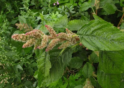 Амарант (Amaranthus) - PictureThis