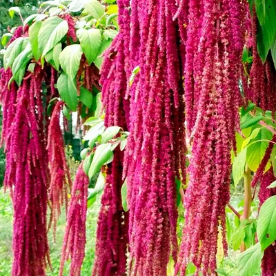 Amaranthus retroflexus - Image of an specimen - Plantarium