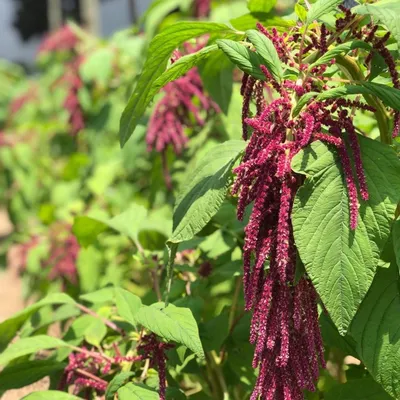 Амарант Pigweed амаранта Pigweed Redroot амаранта Redroot Retroflexus  Amaranthus общий и общий Tumbleweed Стоковое Изображение - изображение  насчитывающей травяной, поле: 206829867