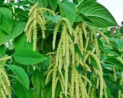 Зеленые Растения И Цветы Amaranthus Powellii Также Известны Как Амарант  Пауэллса Свиной Сорняк Гладкий Зеленый Амарант — стоковые фотографии и  другие картинки Амарантовые - iStock