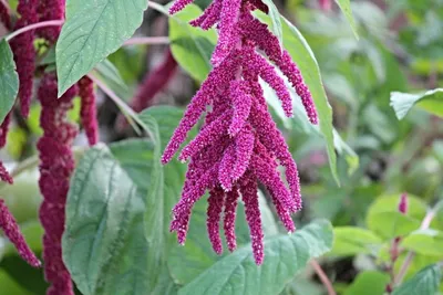 Амарант (Amaranthus)