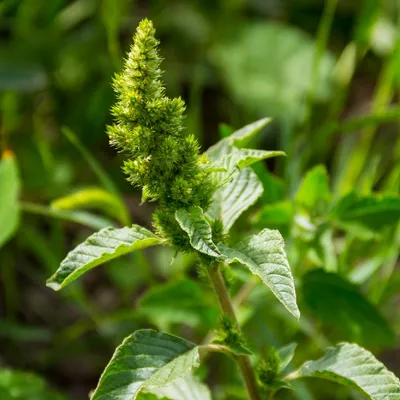 Амарант запрокинутый (Amaranthus retroflexus) - PictureThis