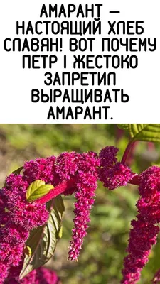 Амарант - польза и вред растения, кому нельзя употреблять — УНИАН