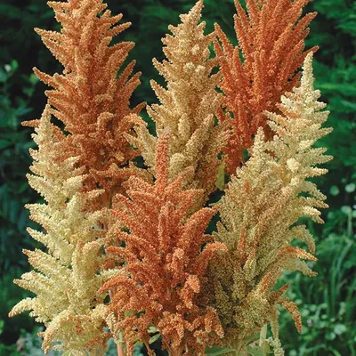 Амарант (Amaranthus)