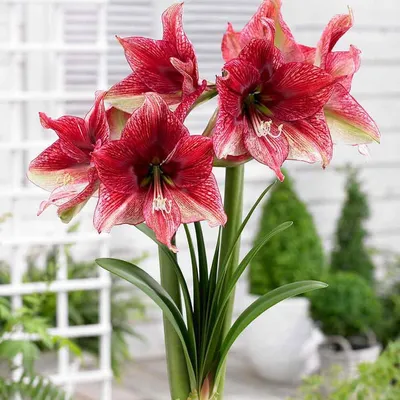 Амариллис - купить в Москве | Flowerna