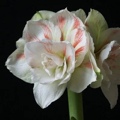 https://florico.ru/catalog/amarillis/amarillis-krasnyy-tsena-za-shtuku/