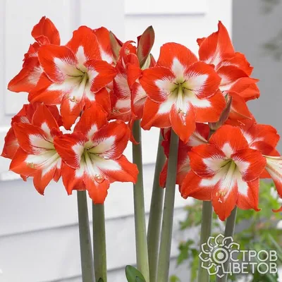 Амариллис | Цветы «FlowerAnna»