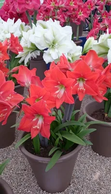 Hippeastrum - Wikipedia