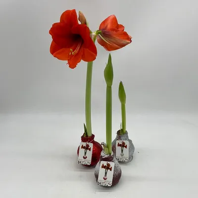 Wax Amaryllis (Hippeastrum) Bulbs – Mandy Spring Farm Nursery, Inc.