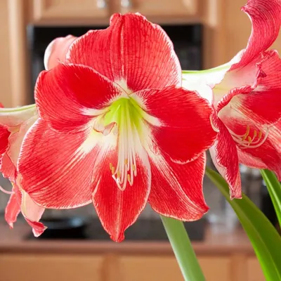 Silver Dream Amaryllis | Always Wholesale Pricing | Colorblends®
