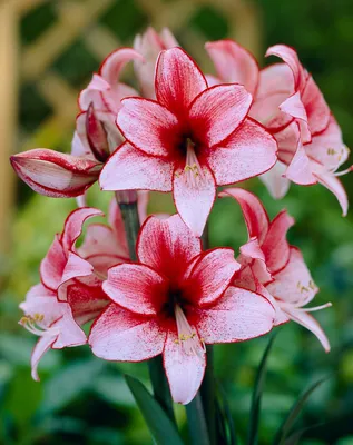 Grow Amazing Amaryllis: Complete Guide to Caring for Hippeastrum – Garden  Betty