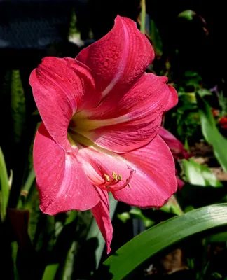 HIPPEASTRUM (AMARYLLIS UNIQUE) LARGE FLOWERING 'PLEASURE' 34/36 CM. (6  P.OPEN TOP BOX) | Rotex Flowerbulbs BV