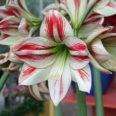 Charisma Amaryllis Hippeastrum Blooms Species Growing Bonsai Bulbs Roots  Rhizomes Corms Tubers Potted Planting Reblooming Fragrant Garden Flower  Seeds Plant | Seedsplant