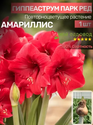 Гиппеаструм-Амариллис. Любовь с первой луковицы :) | Facebook