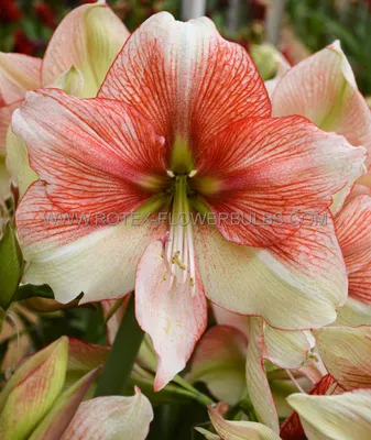 Hippeastrum Southern Hemisphere 'Picasso' Christmas Forcing Amaryllis from  Leo Berbee Bulb Company