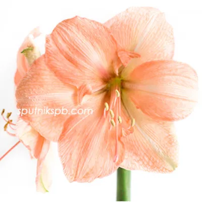 Susan Amaryllis Bulb, Hippeastrum | High Country Gardens