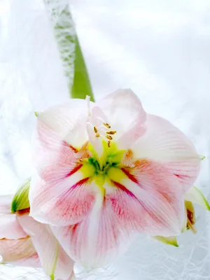 Amaryllis or Hippeastrum Minerva Flower Photograph by Lyuba Filatova -  Pixels