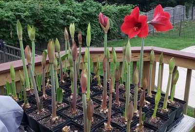 Amaryllis or Hippeastrum: How to Grow and Bloom Again - Dengarden