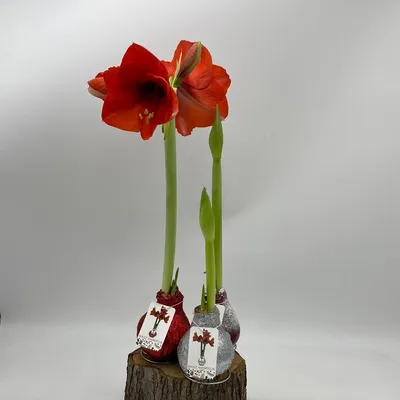 Hippeastrum or Amaryllis: What's the difference? | Funny How Flowers Do That